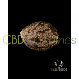 graines-cbd